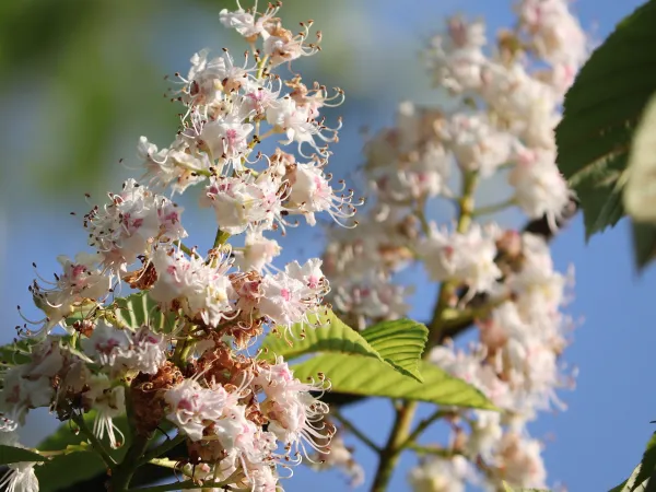 Kastanienblüten im Sonnenschein